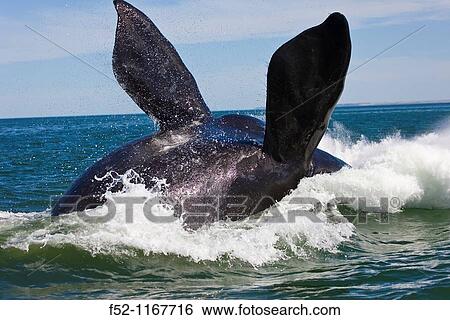 Southern Right Whale (Eubalaena australis), Peninsula Valdes, Patagonia, Argentina View Large Photo Image Stock Photograph - Southern Right Whale (Eubalaena australis), Peninsula Valdes, Patagonia, Argentina. Fotosearch