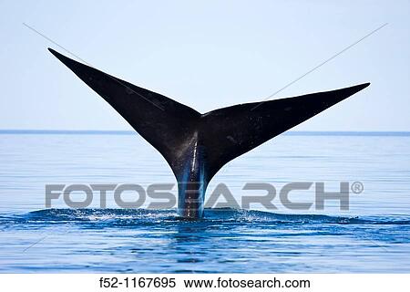 Stock Photography - Southern Right Whale (Eubalaena australis), Peninsula Valdes, Patagonia, Argentina. Fotosearch