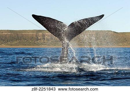 Southern Right whale: tail-lobbing. Eubalaena australis. The whale raises its tail and slams it down repeatedly on the surface of the sea. Off Puerto Piramide, Valds Peninsula, Chubut Province, Patagonia, Argentina. View Large Photo Image Stock Image - Southern Right whale: tail-lobbing. Eubalaena australis. The whale raises its tail and slams it down repeatedly on the surface of the sea. Off Puerto Piramide, Valds Peninsula, Chubut Province, Patagonia, Argentina.. Fotosearch