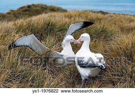 Southern Royal Albatross, diomedea melanophris, Pair Courting, Antarctica. View Large Photo Image Stock Image - Southern Royal Albatross, diomedea melanophris, Pair Courting, Antarctica.. Fotosearch
