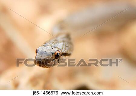 Stock Photograph - Southern snake Coronella girondica in the Sierra EspadBn. Castell? n. Spain. Fotosearch
