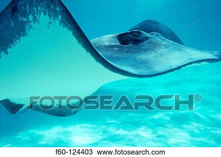Stock Image - Southern Stingray (Dasyatis americana). Grand Caiman island, Caribbean. Fotosearch