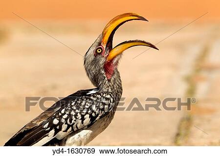 Southern Yellow-billed Hornbill Tockus flavirostris, Mabuasehube, Kgalagadi Transfrontier Park, Botswana View Large Photo Image Stock Photo - Southern Yellow-billed Hornbill Tockus flavirostris, Mabuasehube, Kgalagadi Transfrontier Park, Botswana. Fotosearch