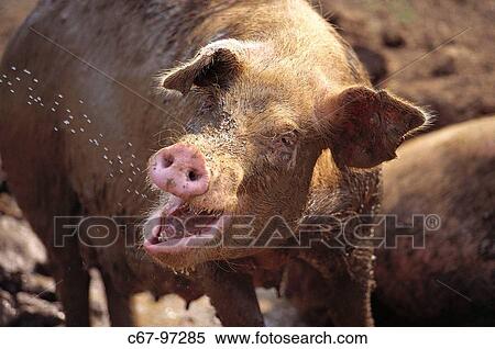 Sow drinking from hose View Large Photo Image Stock Photography - Sow drinking from hose. Fotosearch