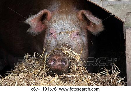 Sow female pig in Ark View Large Photo Image Stock Photograph - Sow female pig in Ark. Fotosearch