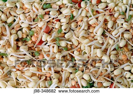 Soybeans View Large Photo Image Stock Image - Soybeans. Fotosearch