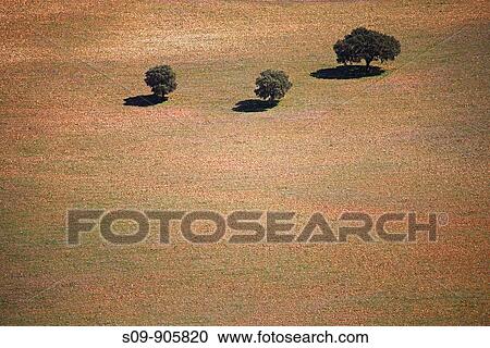 Spain, Andalucia, Castilla La Mancha, Belvis, General view from Belvis Castle of the surrounding rural countryside with three lone trees in a field View Large Photo Image Stock Image - Spain, Andalucia, Castilla La Mancha, Belvis, General view from Belvis Castle of the surrounding rural countryside with three lone trees in a field. Fotosearch