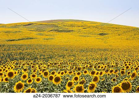 Spain, Andalucia Region, Cadiz Province, Sunflowers. View Large Photo Image Stock Photo - Spain, Andalucia Region, Cadiz Province, Sunflowers.. Fotosearch