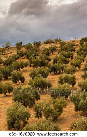 Spain, Andalucia Region, Jaen Province, Jaen, olive groves View Large Photo Image Stock Image - Spain, Andalucia Region, Jaen Province, Jaen, olive groves. Fotosearch