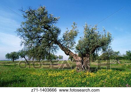 Stock Photograph - Spain, Andalusia, olive trees, grove, field,. Fotosearch