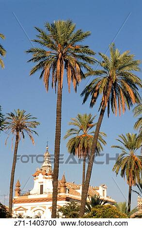 Spain, Andalusia, Sevilla, Santa Caridad hospital, church, palm trees, View Large Photo Image Stock Image - Spain, Andalusia, Sevilla, Santa Caridad hospital, church, palm trees,. Fotosearch