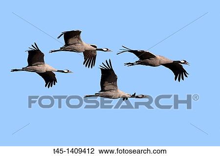 Stock Image - Spain, Aragon, Gallocanta lagoon, Crane Grus grus, Order: Gruiformes, family: Gruidae.. Fotosearch