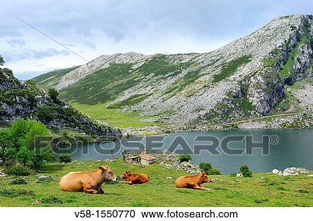 Spain, Asturias, Picos de Europa National Park, Lago Enol. View Large Photo Image Stock Image - Spain, Asturias, Picos de Europa National Park, Lago Enol.. Fotosearch