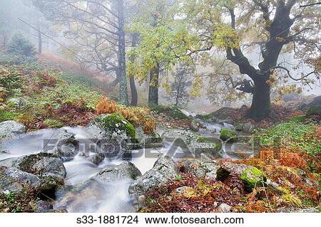 Picture - Spain, Avila, Piedralaves, La Graja gorge in Sierra de Gredos in fog. Fotosearch