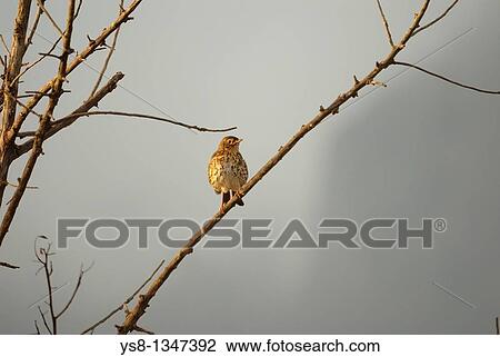 Stock Image - Spain, Balearic Islands, Mallorca, Song Thrush Turdus philomelos. Fotosearch