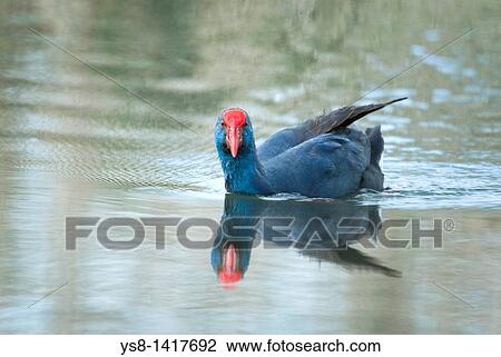 Spain, Balearic Islands, Mallorca, Alcudia Albufera, Common Gallinule Porphyrio Porphyrio View Large Photo Image Stock Image - Spain, Balearic Islands, Mallorca, Alcudia Albufera, Common Gallinule Porphyrio Porphyrio. Fotosearch