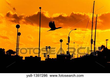 Stock Photograph - Spain, Balearic Islands, Palma de Mallorca, Flight cormorant. Fotosearch