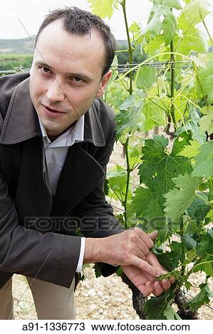 Stock Image - Spain, Basque Province Euskad, La Rioja Alavesa, Elciego, tempranillo vineyards and cellars Vina Salceda. Fotosearch
