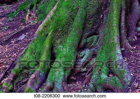spain, canary islands, la palma, los tilos: giant laurel trunk, moss and leaves. View Large Photo Image Stock Image - spain, canary islands, la palma, los tilos: giant laurel trunk, moss and leaves.. Fotosearch