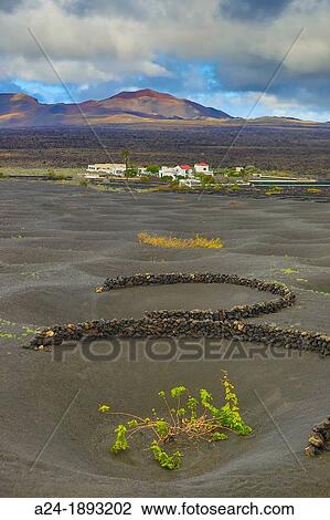 Spain, Canary Islands, Lanzarote Island, La Geria vineyards View Large Photo Image Stock Image - Spain, Canary Islands, Lanzarote Island, La Geria vineyards. Fotosearch