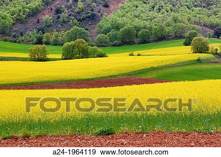 Spain, Castilla La Mancha Region, Guadalajara Province, landscape. View Large Photo Image Stock Photo - Spain, Castilla La Mancha Region, Guadalajara Province, landscape.. Fotosearch