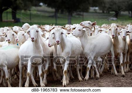 Spain, Castilla La Mancha, surroundings of Guadalajara, goats. View Large Photo Image Stock Image - Spain, Castilla La Mancha, surroundings of Guadalajara, goats.. Fotosearch