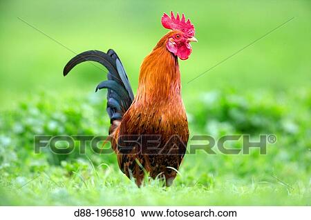 Spain, Castilla La Mancha, surroundings of Guadalajara, farm with poultry, cocks. View Large Photo Image Stock Image - Spain, Castilla La Mancha, surroundings of Guadalajara, farm with poultry, cocks.. Fotosearch