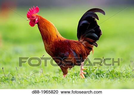 Spain, Castilla La Mancha, surroundings of Guadalajara, farm with poultry, cocks. View Large Photo Image Stock Image - Spain, Castilla La Mancha, surroundings of Guadalajara, farm with poultry, cocks.. Fotosearch