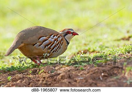 Spain, Castilla La Mancha, surroundings of Guadalajara, Red Partridge (Alectoris rufa ). View Large Photo Image Stock Photo - Spain, Castilla La Mancha, surroundings of Guadalajara, Red Partridge (Alectoris rufa ).. Fotosearch