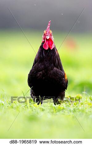 Spain, Castilla La Mancha, surroundings of Guadalajara, farm with poultry, cocks. View Large Photo Image Stock Photo - Spain, Castilla La Mancha, surroundings of Guadalajara, farm with poultry, cocks.. Fotosearch
