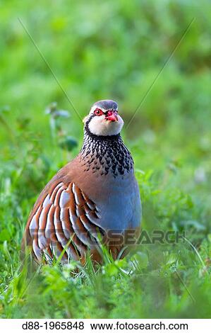 Spain, Castilla La Mancha, surroundings of Guadalajara, Red Partridge (Alectoris rufa ). View Large Photo Image Stock Photo - Spain, Castilla La Mancha, surroundings of Guadalajara, Red Partridge (Alectoris rufa ).. Fotosearch