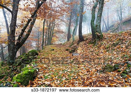 Spain, Castilla Leon, Avila, Casillas, Track among chestnut treets in autumn View Large Photo Image Stock Photo - Spain, Castilla Leon, Avila, Casillas, Track among chestnut treets in autumn. Fotosearch