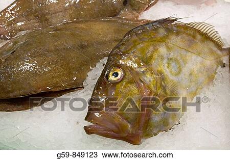 Spain, Catalunia Catalunya, Barcelona, La Rambla, La Boqueria Market, fish for sale View Large Photo Image Stock Image - Spain, Catalunia Catalunya, Barcelona, La Rambla, La Boqueria Market, fish for sale. Fotosearch