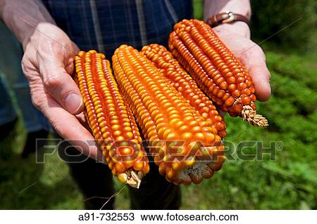 Spain, Catalunya, La Garrotxa, corncobs View Large Photo Image Stock Image - Spain, Catalunya, La Garrotxa, corncobs. Fotosearch