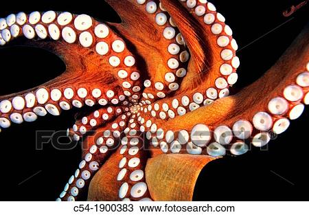 Spain, Galicia, Common Octopus (Octopus vulgaris), detail of mouth and suckers View Large Photo Image Stock Image - Spain, Galicia, Common Octopus (Octopus vulgaris), detail of mouth and suckers. Fotosearch
