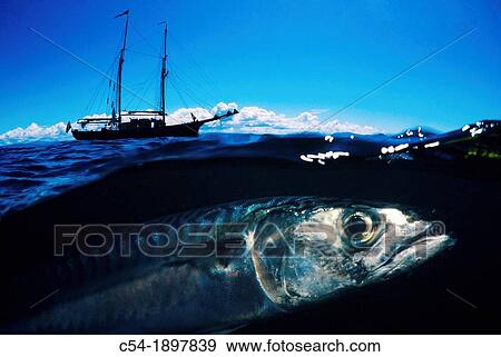 Stock Photo - Spain, Galicia, Mackerel (Scomber scombrus) under ship at sea. Fotosearch