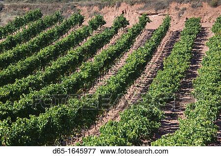 Spain, La Rioja Region, La Rioja Province, Bobadilla, vineyards View Large Photo Image Stock Photo - Spain, La Rioja Region, La Rioja Province, Bobadilla, vineyards. Fotosearch