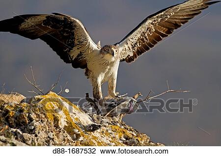 Spain, Lleida Province, Baen, Bonelli's Eagle Aquila fasciata adult male, feeding on Rock Dove Columba livia prey View Large Photo Image Stock Image - Spain, Lleida Province, Baen, Bonelli's Eagle Aquila fasciata adult male, feeding on Rock Dove Columba livia prey. Fotosearch