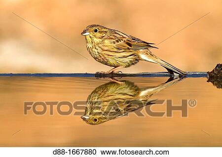 Spain, Lleida Province, Baen, Cirl Bunting Emberiza cirlus, female drinking View Large Photo Image Stock Image - Spain, Lleida Province, Baen, Cirl Bunting Emberiza cirlus, female drinking. Fotosearch