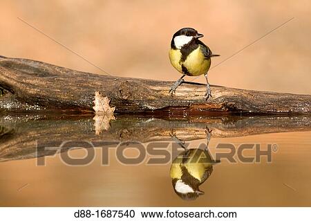 Spain, Lleida Province, Baen, Great Tit Parus major drinking and bathing in a pond View Large Photo Image Stock Image - Spain, Lleida Province, Baen, Great Tit Parus major drinking and bathing in a pond. Fotosearch