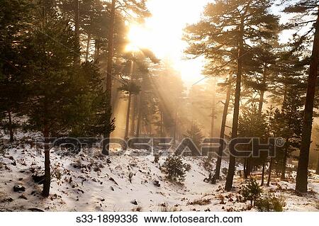 Spain, Madrid province, Sierra de Guadarrama Lozoya, Pines trees in Polvorosas hill View Large Photo Image Stock Photograph - Spain, Madrid province, Sierra de Guadarrama Lozoya, Pines trees in Polvorosas hill. Fotosearch