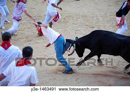 Spain, Navarre, Pamplona, Festival of San Fermin, Encierro running of the bulls, bullring, vaquilla little cow View Large Photo Image Stock Image - Spain, Navarre, Pamplona, Festival of San Fermin, Encierro running of the bulls, bullring, vaquilla little cow. Fotosearch