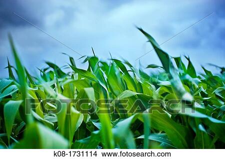 Picture - Spain. Fotosearch