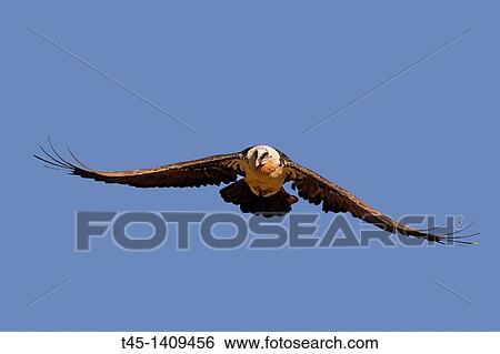 Spain, province of Lleida, Lammergeier or Bearded Vulture Gypaetus barbatus. View Large Photo Image Stock Photograph - Spain, province of Lleida, Lammergeier or Bearded Vulture Gypaetus barbatus.. Fotosearch