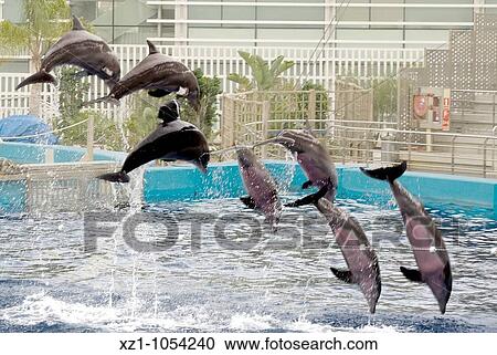 Spain, Valencia, Oceanographic aquarium, dolphins show View Large Photo Image Stock Image - Spain, Valencia, Oceanographic aquarium, dolphins show. Fotosearch