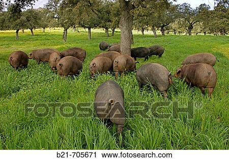 Spain_Andalusia_Cordoba_ Iberico pigs at? Dehesa El Mohedano? near Villanueva de Cordoba, in Los Pedroches district. View Large Photo Image Stock Image - Spain_Andalusia_Cordoba_ Iberico pigs at? Dehesa El Mohedano? near Villanueva de Cordoba, in Los Pedroches district.. Fotosearch