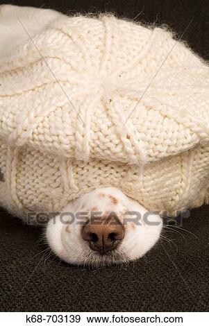 Spaniel sleeping under hat View Large Photo Image Stock Photo - Spaniel sleeping under hat. Fotosearch