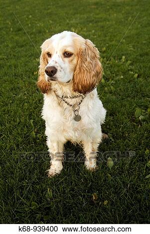 Spaniel View Large Photo Image Stock Image - Spaniel. Fotosearch