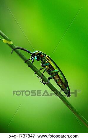 Stock Photo - Spanish Fly or Blister Beetle Lytta vesicatoria. Fotosearch