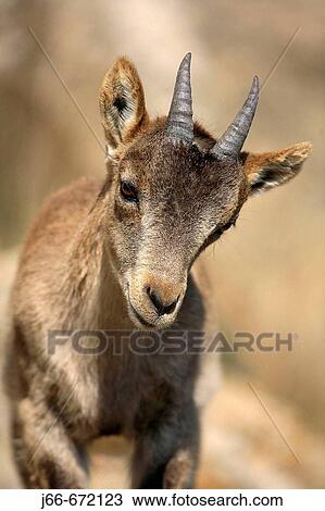 Spanish Ibex (Capra pyrenaica), Ares del Maestrat. Spain. View Large Photo Image Stock Image - Spanish Ibex (Capra pyrenaica), Ares del Maestrat. Spain.. Fotosearch